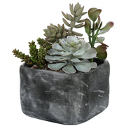 Uttermost - 60173 - Succulents - Alverio - Charcoal Gray