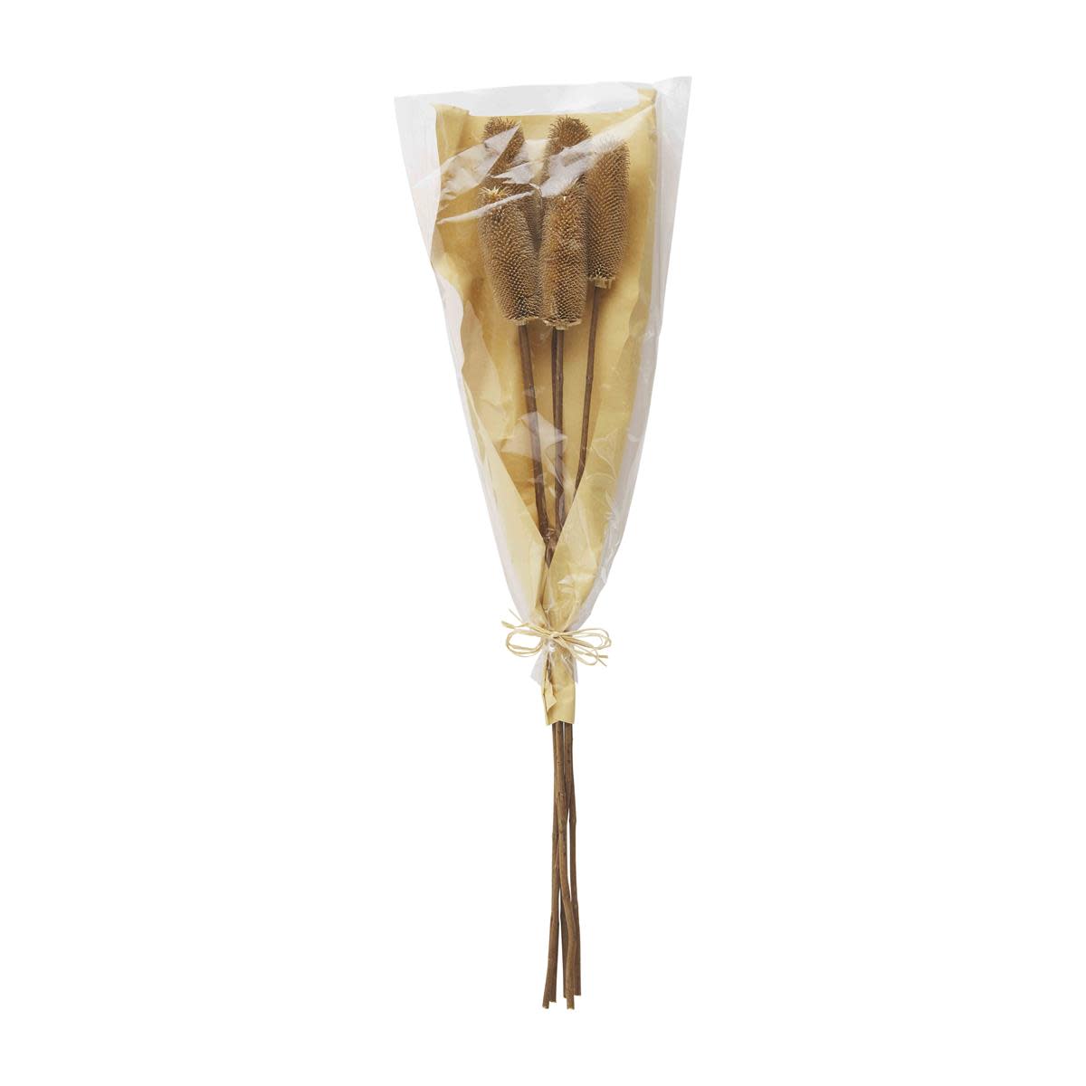 NATURAL PRESERVED THISTLE